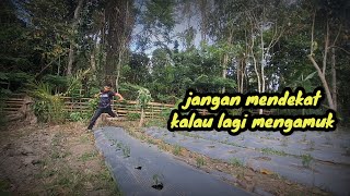 Download Lagu Ketakutan ada suara binatang buas , ahmad pun lari terbirit-birit. MP3