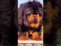Dog evolution ☠️ #dog #viral #pitbull #germanshepherd #mastiff #rottweiler #shorts #shortsfeed