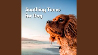 Tremendous Electric and Acoustic Piano - Vibe for Forgetting Mirrors