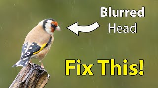 How to Tell Why Your Bird Photos Aren't Sharp  Bird Photography for Beginners