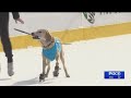 Benny the ice-skating dog