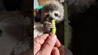 Watch This Days-Old Baby Sloth Get Stronger And Stronger Every Day | The Dodo