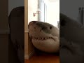 A shark broke into my house