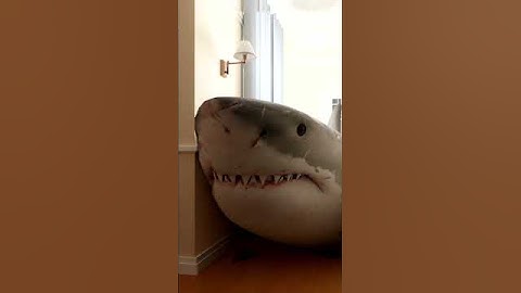 A SHARK BROKE INTO MY HOUSE!😬