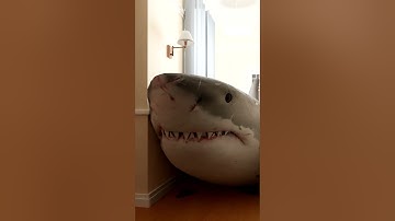 A SHARK BROKE INTO MY HOUSE!😬