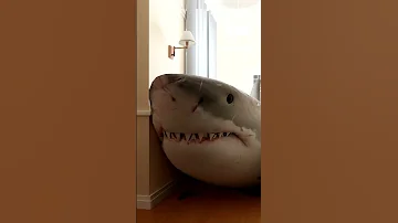 A SHARK BROKE INTO MY HOUSE 