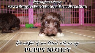 CHOCOLATE MINI SCHNAUZER PUPPIES FOR SALE, GEORGIA LOCAL BREEDERS, GWINNETT COUNTY, GA