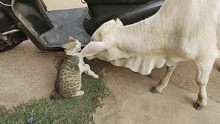 CAT VS COW | COW ATTACKED ON MY CAT | TUKTUK GOT NEW FRIEND | FUNNY CAT VIDEO by Bdew World 1,170 views 1 year ago 1 minute, 14 seconds