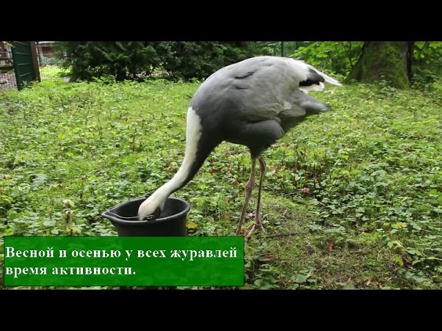 Даурский журавль Рыжа