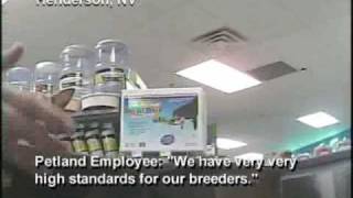 Petland Investigation Pet Store Sells Puppy Mill Dogs