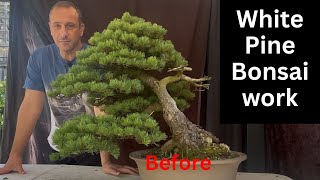 Transforming a Japanese White Pine Bonsai  Pro Tips for Stunning Growth & Design