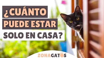 ¿Cuánto tiempo puedes dejar solo a un gato? ¿No tanto como crees?