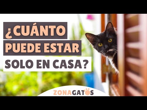 Video: ¿Puedo dejar a mi gato solo durante 6 días?
