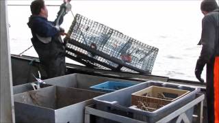 Lobster fishing 5 miles off of Yarmouth Nova Scotia