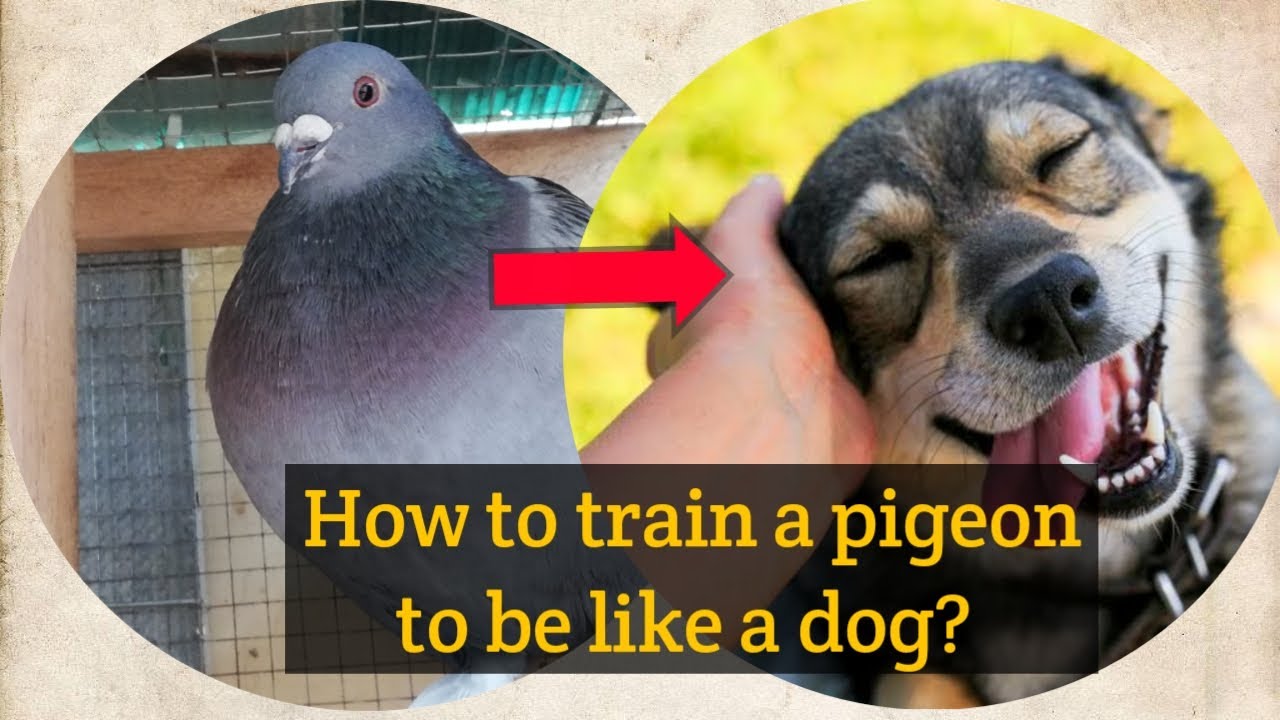How to train a pigeon to be a Pigeon Dog First attempt YouTube
