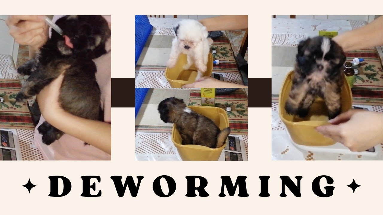 shih-tzu-deworming-shihmix-ph-vlog-10-philippines-youtube