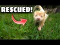 SAVING MY PET ALBINO SKUNK FROM A FLASH FLOOD!!