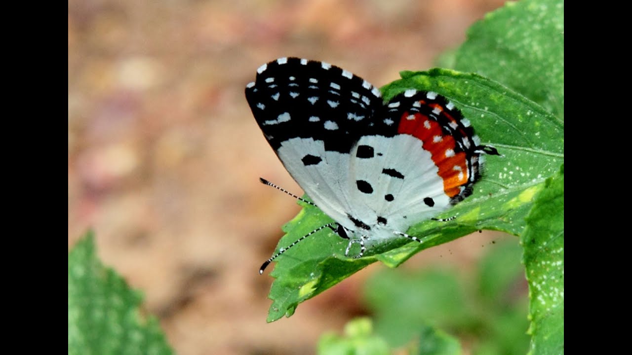 Red Pierrot Butterfly | 