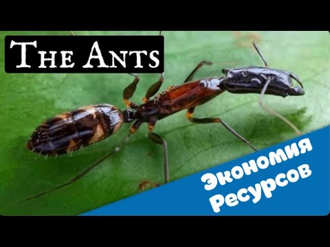 Видео: The Ants. Underground kingdom. Новичкам. Как экономить ресурсы.