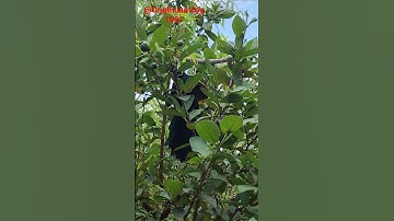 Chim săn đại chiến cạp nia cực độc #capnia #chimsănmồi #cobra #rắn