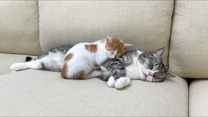 ついに初めて子猫に心を開いて受け入れてくれた先輩猫がまさかのこうなってました…