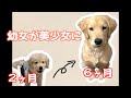 金髪美少女に成長したゴールデンレトリバーの子犬　GoldenRetriever NAKI