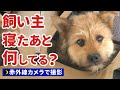 子犬が深夜4時にびっくりするイタズラをしていました…（ペットカメラで撮影）