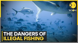 The dangers of illegal fishing: 5 worst- scoring states | Latest News | WION