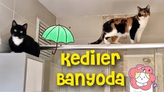Kediler Banyoda