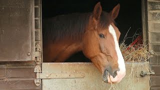 Sergeant Lauren Semple shares more about the life changing equestrian education course