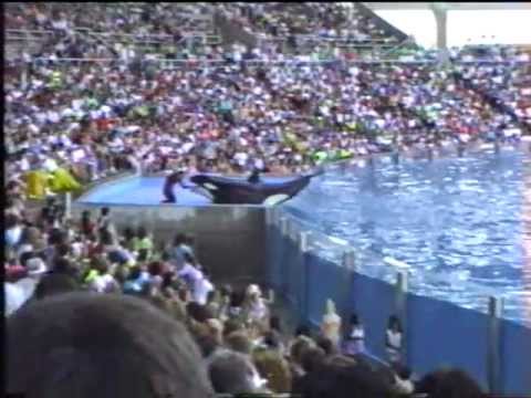 Baby Shamu at Seaworld Orlando 1990 Video. Gudrun, Taima, Katerina ...