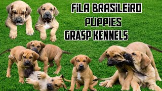 Fila brasileiro | Dog Kennels in tamilnadu | Puppies for sales | Puppy pricelist | Dogs for sale by Book of breeders 1,701 views 11 months ago 5 minutes, 32 seconds