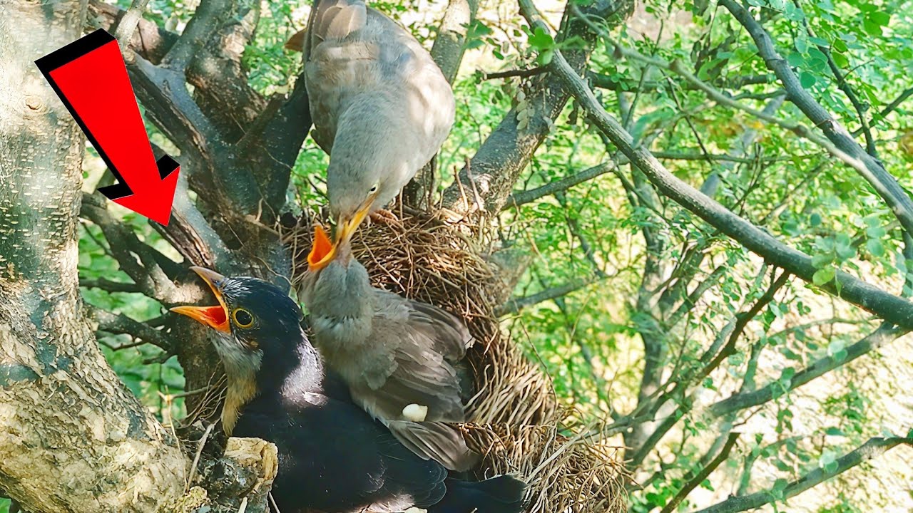 Black cuckoo baby went away from the nest when Mom brought food and then came back. 