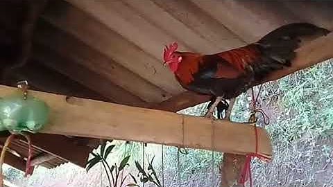 Saib kuv tug qaib dib nyuam qhuav yuav los