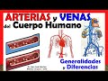 🥇 Arterias vs Venas. GENERALIDADES y DIFERENCIAS