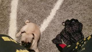 Pug pup trying to chase his own tail