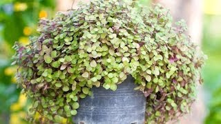 Container gardening -- growing plants in pots, window boxes, tubs and hanging baskets -- is a simple and practical way to add 