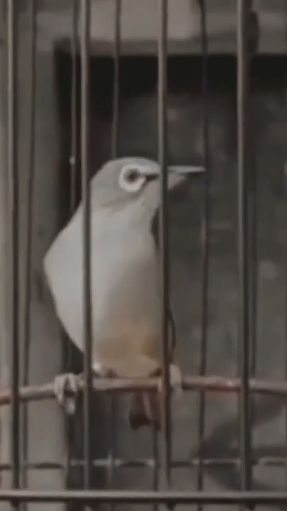 pleci materi mewah materi  bren ciblek