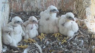 Osaka Peregrine Falcons/2024-04-30/ 6th feeding