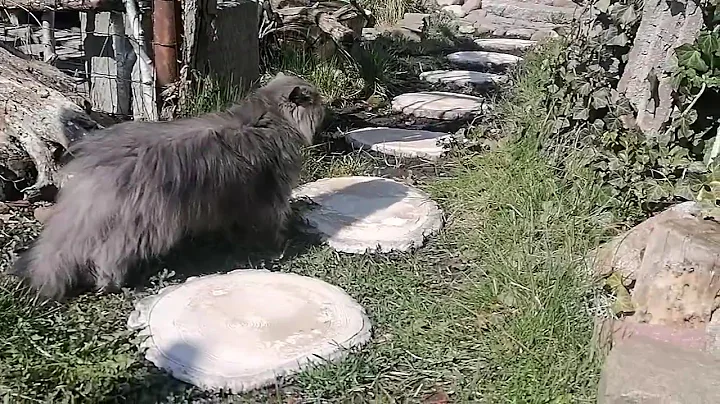 Watch the video about Why is the Persian cat so calm?