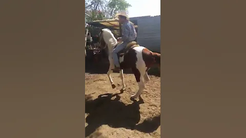 Palomo en rancho cajetes