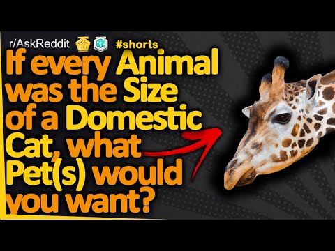 If every animal was the size of a domestic cat, what pet(s) would you want? (r/AskReddit)