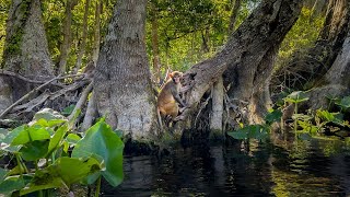 Filming WILD MONKEYS in Florida at Silver Springs State Park!