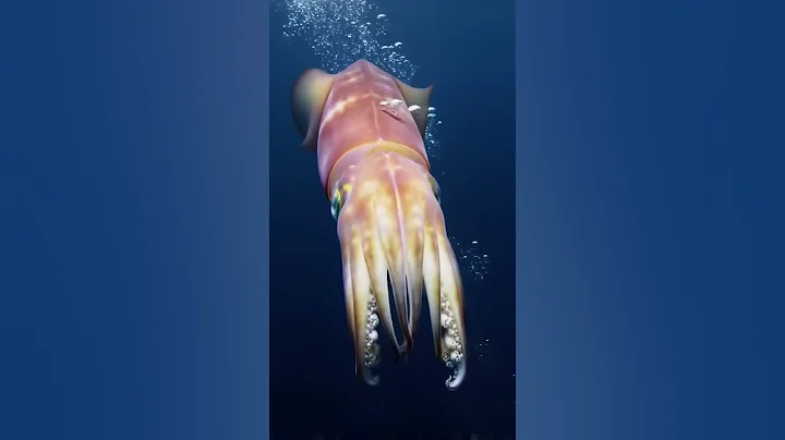 Discovery of Colossal Squid #discovery #animals #short #wildlife #subscribe #subscribemychannel