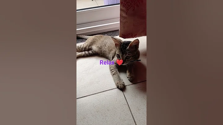 Video 10146031: purr kittens cat, funny cat purr, catlover purr, purr love, catlovers kitten cats catlife, cats kitten funnycats catlovers, kitten catlover animals funnycats