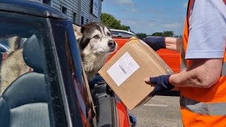 Old Husky Gets Mail