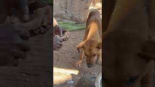 Wilderness Feast: The Ultimate Challenge!#shorts#shortvideo#usashorts#american
