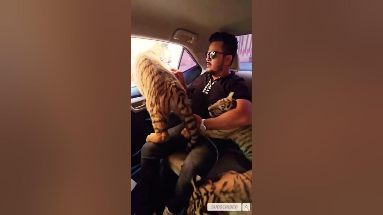 Traveling With There Bengal Tigers in the Car | Apo Shorts | - YouTube