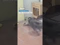 В Китае кот охраняет собачью миску от крыс