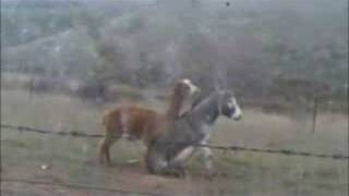 Alpaca Does Donkey Alpaca Does Donkey